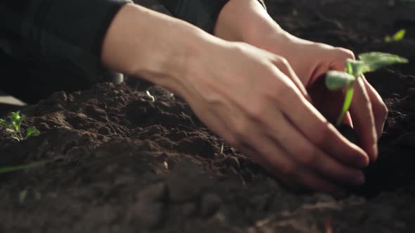 A Farmer Plants Cucumber Tomato Seedlings On A Huge Plantation Field. Gardening Farmer