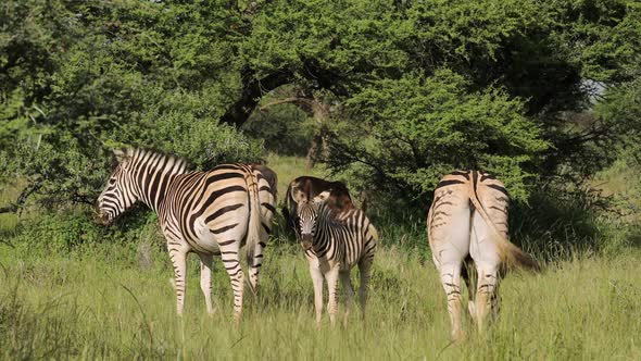 Plains Zebras In Natural Habitat - South Africa