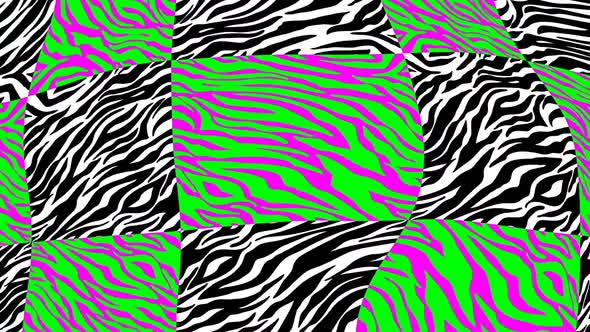Colorful zebra animal print