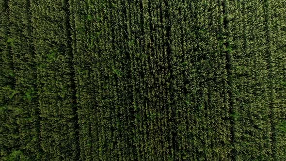 Aerial view of natural green wheat field. Green wheat stalks. Drone flying over Beautiful Natural 