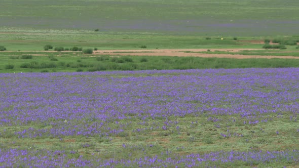 Purple Flowers in the Mongolian Steppes