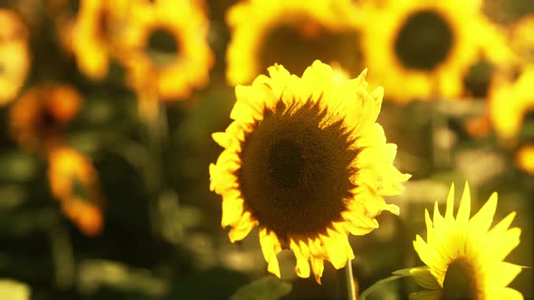 Sunflower Field During the Sunset