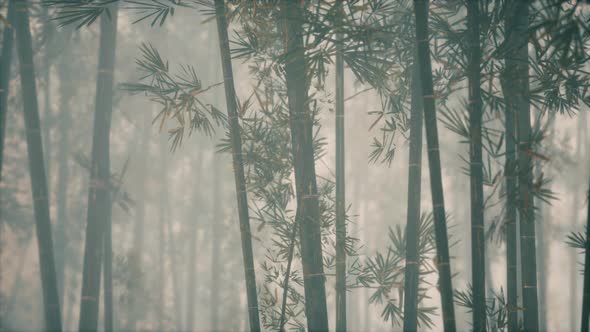 Asian Bamboo Forest with Morning Sunlight