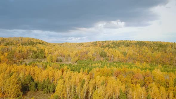 Autumn Forest Nature