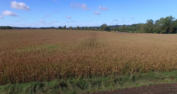 Aerial view and travelling shot through lines of cornfield