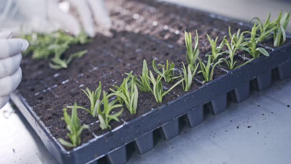 Worker planting small plants in trays inside industrial nursery