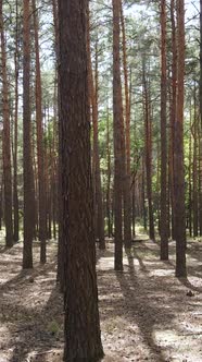 Vertical Video of Forest Landscape with Pine Trees in Summer Slow Motion