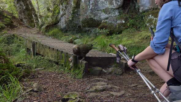 Cheeky Kea bird interacting with female hiker, Fiordland New Zealand