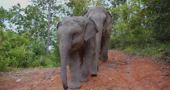 Elephant and Baby Elephant Walking Downhill of Red Clay