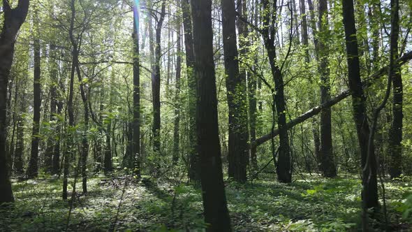 Green Forest During the Day Aerial View