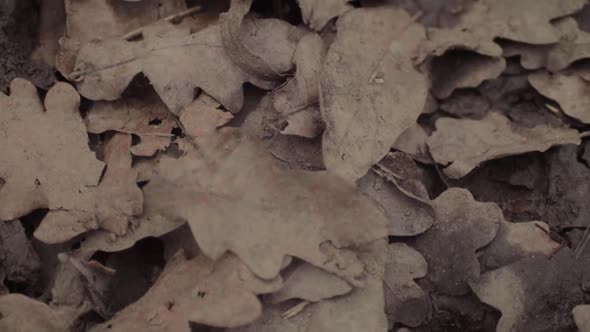 Close up of autumn leaves fallen on muddy ground