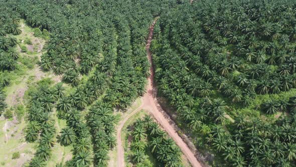 Aerial view a red soil road in oil palm