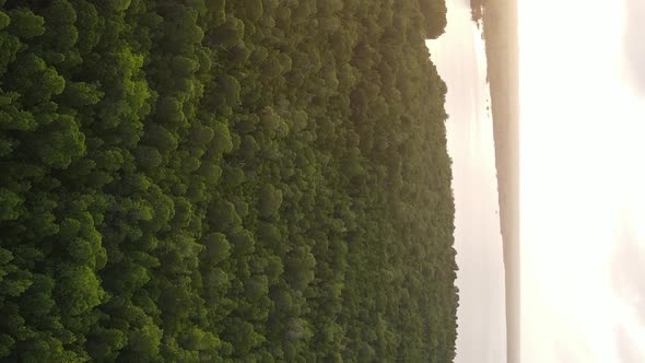 Zanzibar Tanzania  Coast of Island Covered with Thickets Slow Motion