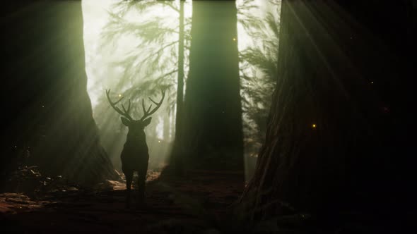 Beautiful Deer in the Forest with Amazing Lights at Morning