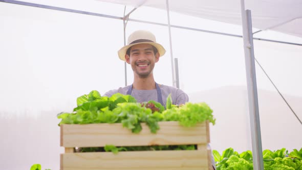 Portrait of Asian farmer guy carrying box of vegetables green salad in hydroponic greenhouse farm.