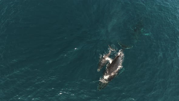 Aerial shot of swimming female and young bucket whale from above