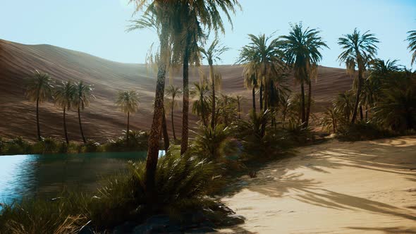 Oasis with Palm Trees in Desert