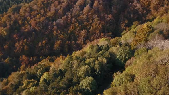 Smooth drone shot above a forest in autumn 4K Pro Res