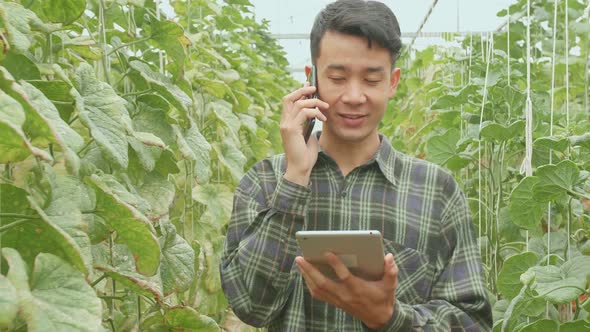 Asian Farmer Talking On Mobile Phone And Use Tablet While Walking In Green House Of Melon Farm