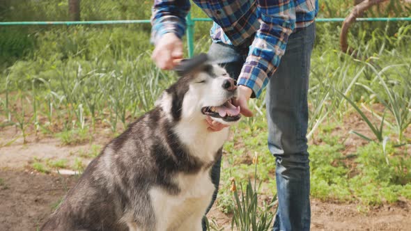 Man Combs Dog Siberian Husky Spring Shedding of Wool