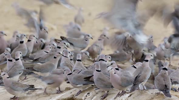 Cape Turtle Doves At A Waterhole 