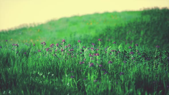 Beautiful Meadow Field with Fresh Grass