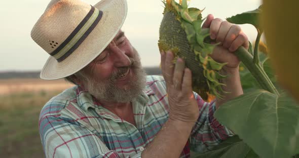 Happy Senior Farmer Embraces Sunflower and Scratches Bloom From It at Sunset