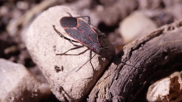 Box elder bug crawls out of frame.