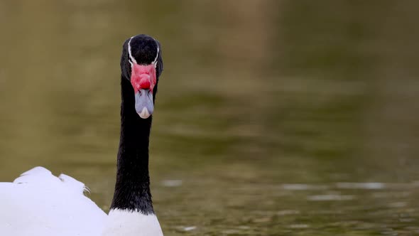 Close up of shouting Black-necked Swan swimming in pond - Cygnus Melancoryphus