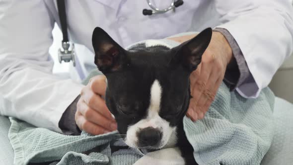 Cute Puppy Being Massaged By a Vet After Bathing