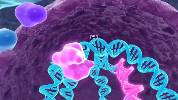 Intracellular lysosomes, cell function