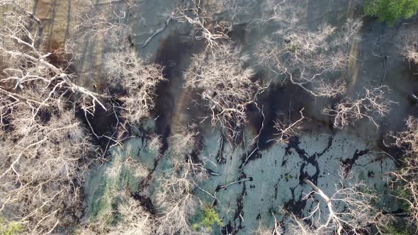 Aerial view dead mangrove tree