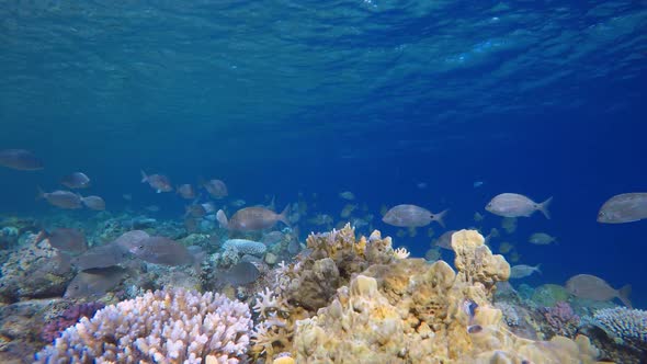 Blue Water Coral Reef Fish