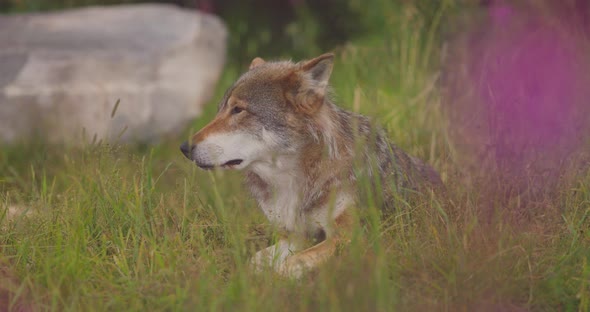 Closeup of a Sleepy Large Adult Male Grey Wolf Rests in a Meadow and Grass in Forest