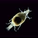 Parasitic Isopod Larva Praniza Under a Microscope of Gnathiidae Family Attaches Itself to Fish and - VideoHive Item for Sale