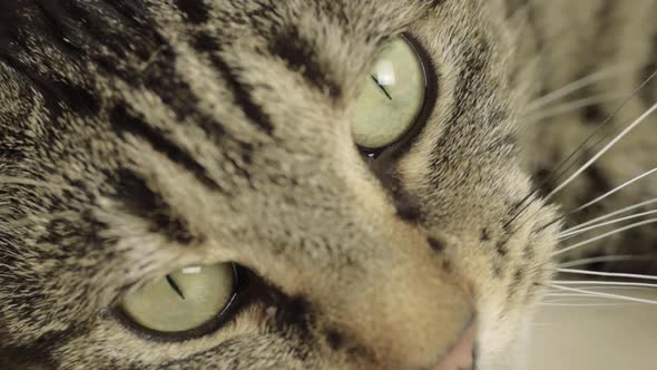 Tabby cat looking at surroundings portrait macro shot of face