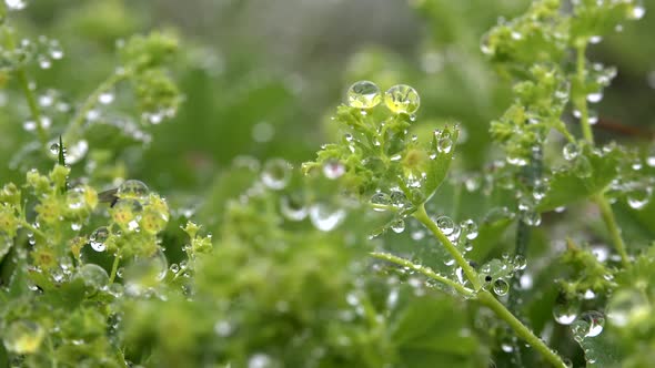 Amazing Water Dew Droplets on Mixed Wild Meadow Herbs