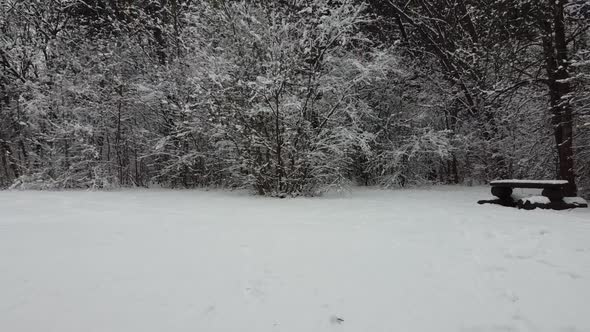 The forest in winter