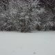The forest in winter - VideoHive Item for Sale