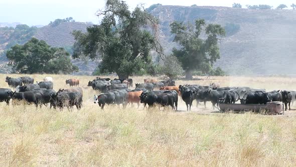 Herd of black Angus cattle meandering through the field while others post up to drink some water