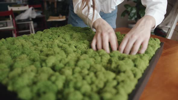 Closeup of Female Hands Straightens the Rows Stabilized Moss in a Wooden Panel As a Decorative and