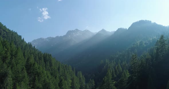 Moving Forward to Pine Woods Forest and Mountain Valley with Sun Flare in Summer Day