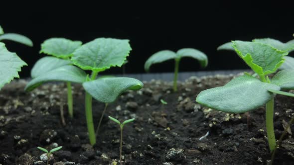 Camera Movement Past the Growing Young Shoots of Cucumber Seedlings, Macro Shooting, Hyper Laps