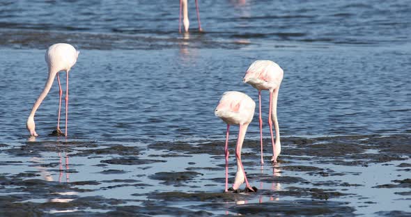 Rosy Flamingo colony in Walvis Bay Namibia