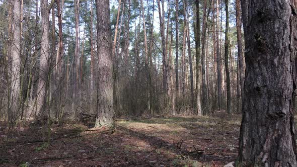 Forest Landscape Aerial View Slow Motion