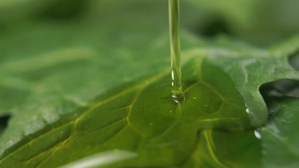 Slow motion olive oil flows onto a fresh spinach leaf in a salad Macro sho