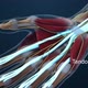 The median nerve is a nerve fiber found in the arm. - VideoHive Item for Sale