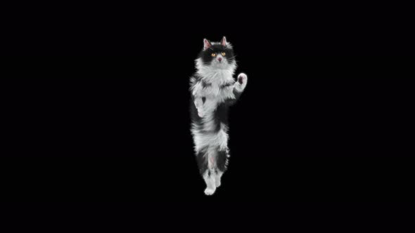 Cat Dancing 4K