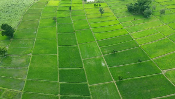 Aerial view leaf background