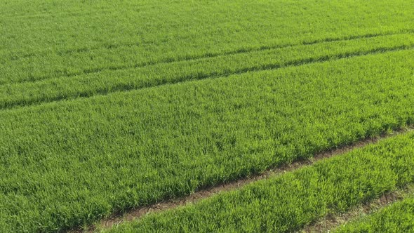 Agricultural field and tractor tire marks 4K drone video